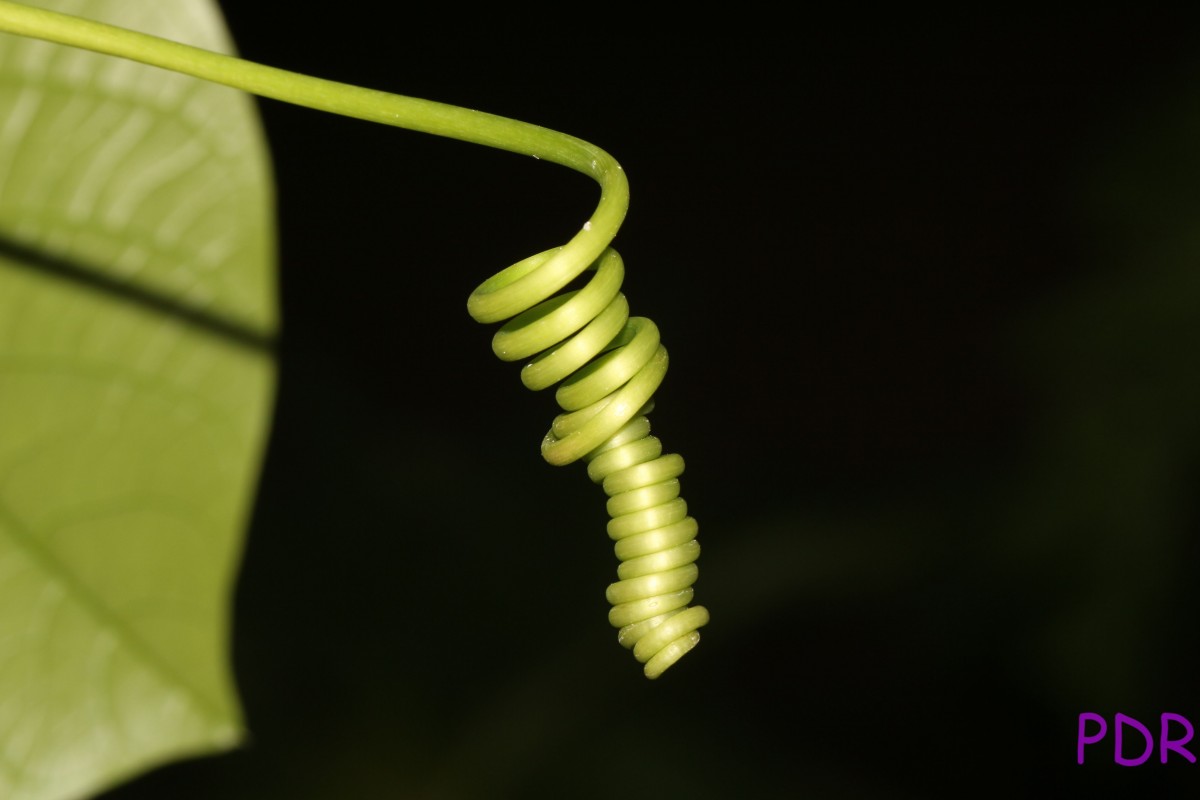 Passiflora quadrangularis L.